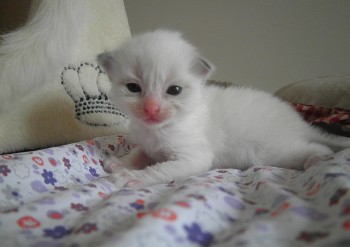 mâle blue bicolour DISPONIBLE 18 jours - Chatterie Ragdolls du Val de Beauvoir